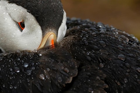 Atlantic Puffin (Fratercula arctica) in the rain, Wales, United Kingdom