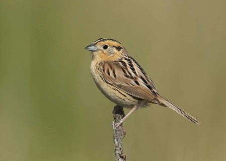 Le Conte's Sparrow (Ammodramus leconteii), Minnesota, USA