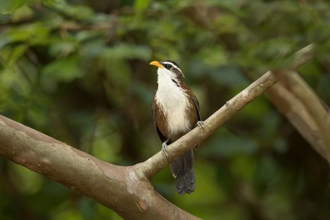 Sri Lanka Scimitar Babbler (Pomatorhinus melanurus) perched on a branch, Welimada, Sri Lanka