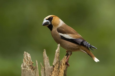 Hawfinch (Coccothraustes coccothraustes) male, Utrecht, Netherlands