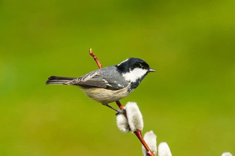 Pine Tit (Periparus ater) Coal Tit • Baden-Württemberg, Germany, Baden-Württemberg, Federal