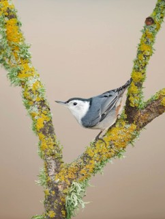 White-breasted Nuthatch (Sitta carolinensis), California, USA