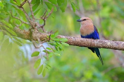 Blue-bellied roller (Coracias cyanogaster), Roller family, Marakissa Area, Marakissa, South Bank,
