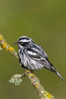 Black-and-white Warbler Mniotilta varia Tamarack, Aitkin County, Minnesota, USA 24 June Adult Male