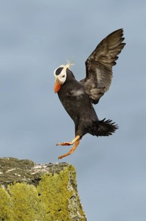 Tufted Puffin (Fratercula cirrhata), Alaska, USA