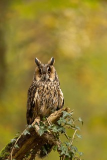 Long-eared Owl (Asio otus) captive, Baden-Wuerttemberg, Germany
