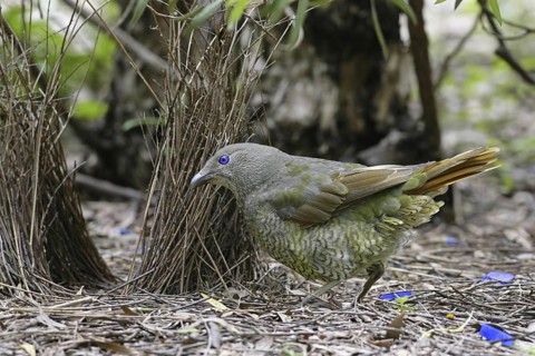 Satin Bowerbird (Ptilonorhynchus violaceus) juvenile male, Canberra, Australia
