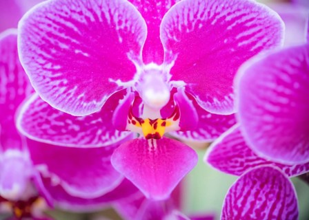A detailed close-up image capturing the striking beauty of a Purple Phalaenopsis Orchid,