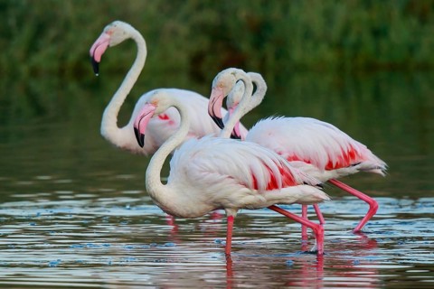 Greater Flamingo (Phoenicopterus roseus) group standing in shallow water, Lesvos, Greece