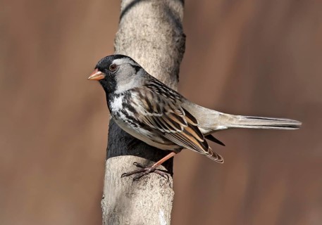 Harris's Sparrow, Zonotrichia querula, perched on a branch, in Saskatchewan, Canada
