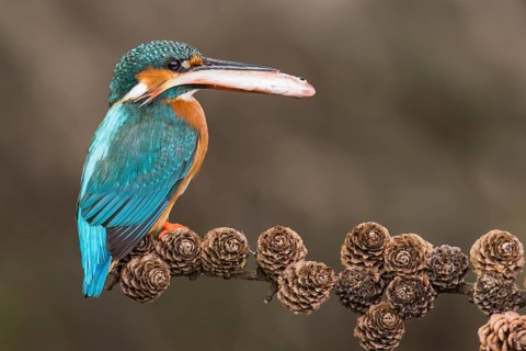 Common Kingfisher (Alcedo atthis) female perched on a branch with a fish in its beak, Lower Saxony,