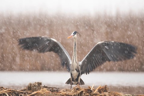 Grey Heron (Ardea cinerea) in snow drift, Subotica, Serbia