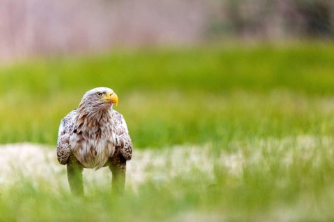 White-tailed Eagle (Haliaeetus albicilla) on ground, Romania