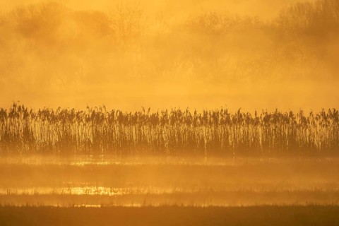 Swamp is visible during a gloomy morning. Golden light illuminates the plants. The landscape shows