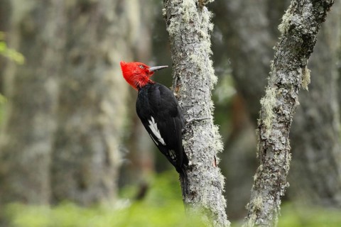 Magellanic Woodpecker (Campephilus magellanicus)
