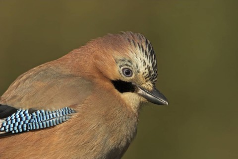 Eurasian Jay (Garrulus glandarius), Rhineland-Palatinate, Germany