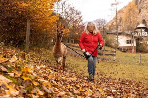 An elderly woman, is pictured walking an alpaca along a tree-lined path strewn with autumn leaves,