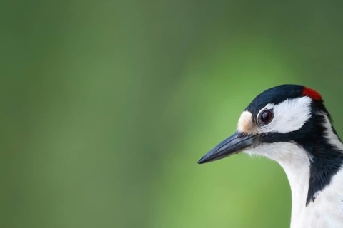 Great spotted woodpecker (Dendrocopos major) adult bird head portrait, Finland