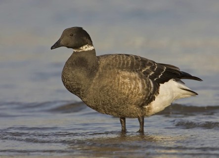 Brant Goose (Branta bernicla), California, USA