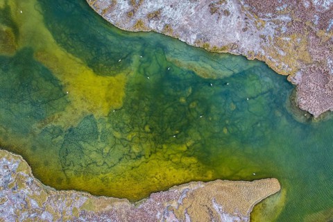 Aerial view of vibrant Laguna Grande in Catamarca, Argentina, showcasing a flock of flamingos