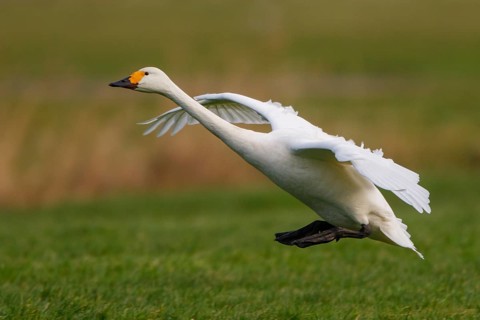Tundra Swan (Cygnus columbianus bewickii) landing, Netherlands