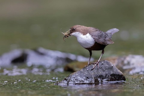 White-throated Dipper (Cinclus cinclus) with food in its beak, North Rhine-Westphalia, Germany