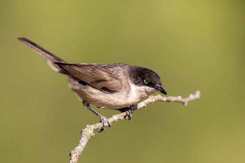 Western Orphean Warbler (Sylvia hortensis) male perched on a branch, Castile and Leon, Spain
