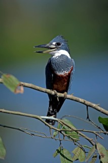 Red-breasted Kingfisher (Megaceryle torquata), adult, on branch, tree, open beak, Pantanal, Brazil
