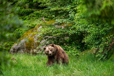 Eurasian brown bear (Ursus arctos arctos) sitting on a meadow, Bavarian Forest, Bavaria, Germany