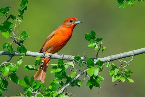 Hepatic Tanager Piranga hepatica Santa Rita Mountains, Santa Cruz County, Arizona, United States 14
