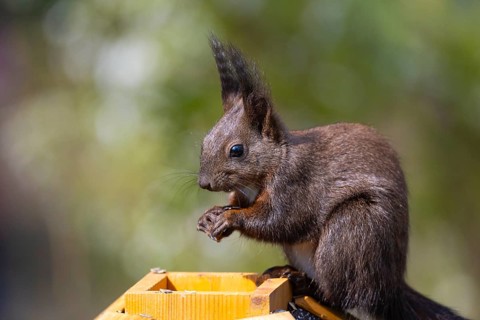Eurasian red squirrel (Sciurus vulgaris), melanistic animal, also known as black squirrel, sits on