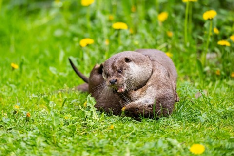 Eurasian otter (Lutra lutra) playing with each other in the grass, Bavaria, Germany
