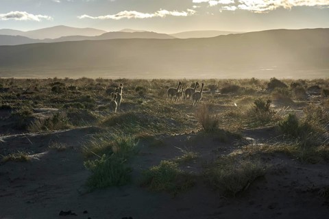 A herd of vicunas grazes at sunrise in the Andean Highlands of La Puna, Argentina. Soft sunlight