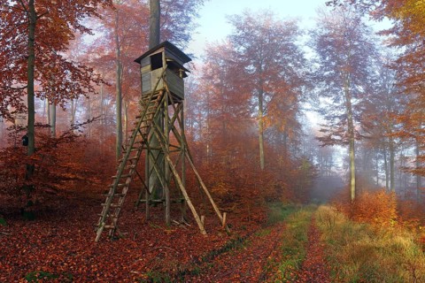 Autumnal beech forest in the morning with hunting hide, Solms, Lahn-Dill district, Hesse, Germany