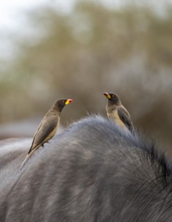Yellow-billed oxpecker (Buphagus africanus) on the back of a african buffalo (Syncerus caffer
