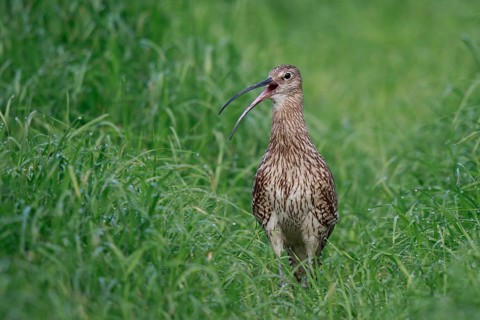 Eurasian Curlew (Numenius arquata) female calling, North Rhine-Westpalia, Germany