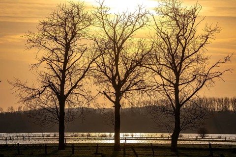 Bislicher Insel, in winter, floods in the floodplains due to Rhine flooding, nature reserve on the