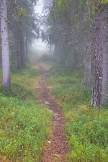 Path in foggy spruce forest, Alvdal, Hedmark, Innlandet, Norway, November 2025
