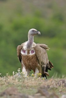 Griffon Vulture (Gyps fulvus), Rhodopen, Bulgaria