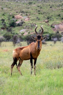 Red hartebeest (Alcelaphus buselaphus caama), Kaama, adult, foraging, alert, Mountain Zebra