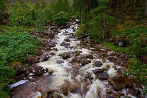 The stream flows quickly over rocks through a thick forest, Scotland, United Kingdom, Great Britain