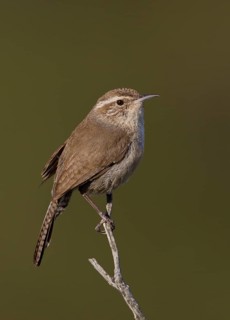 Bewick's Wren (Thryomanes bewickii), California, USA