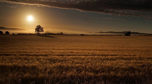 Europe, Scotland, Great Britain, England, landscape, cornfield at sunrise