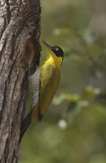 Black-headed Woodpecker at nest hole - Huai Kha Kheang Wildlife Sanctuary, Thailand