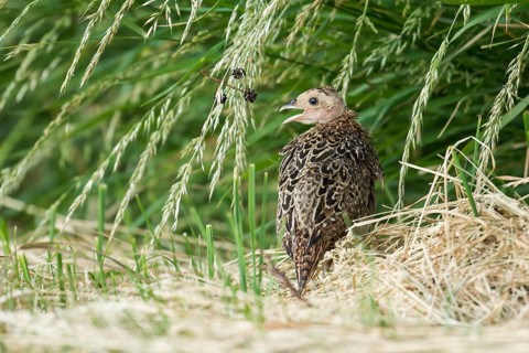 Common Pheasant (Phasianus colchicus) juvenile, Schleswig-Holstein, Germany