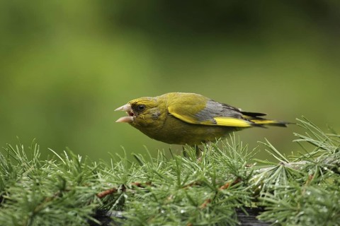 European Greenfinch (Chloris chloris) juvenile, Lower Saxony, Germany