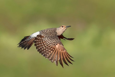 Northern Flicker (Colaptes auratus) female flying, British Columbia, Canada