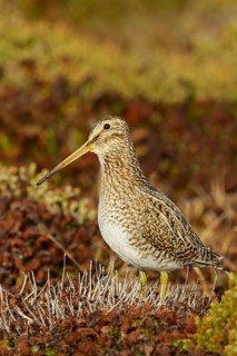 Magellanic Snipe (Gallinago magellanica magellanica) on the ground in the Falkland Islands
