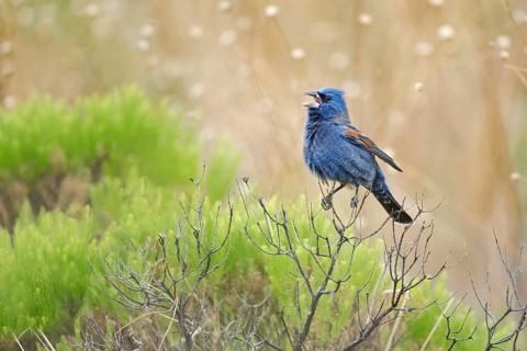 Blue Grosbeak (Passerina caerulea) male singing, Arizona, USA