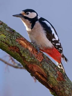 Great spotted woodpecker (Dendrocopos major) on a branch, Berlin, Germany